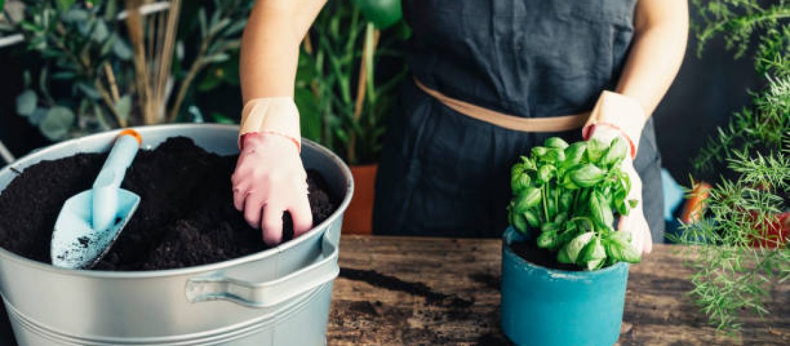 DIY planting at home: an unrecognizable woman plating fresh basil into a pot.